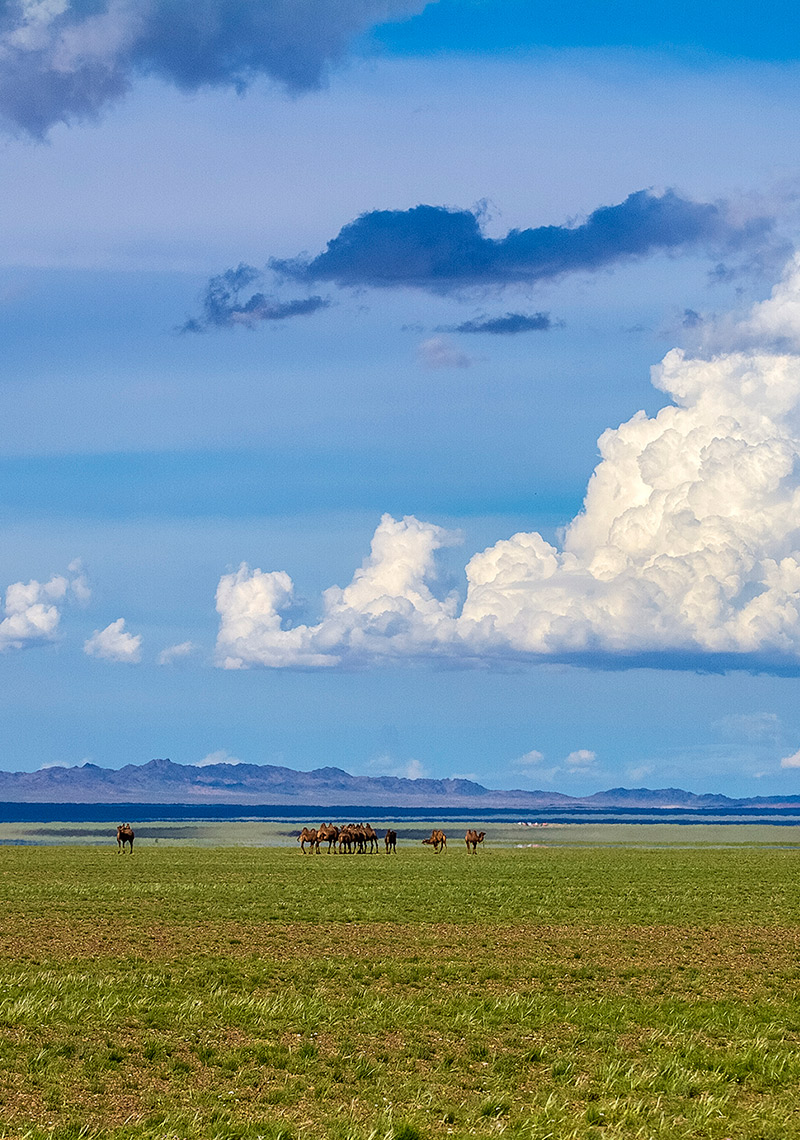 Golden Gobi and Kharkhorin Tour Mongolia-10 days