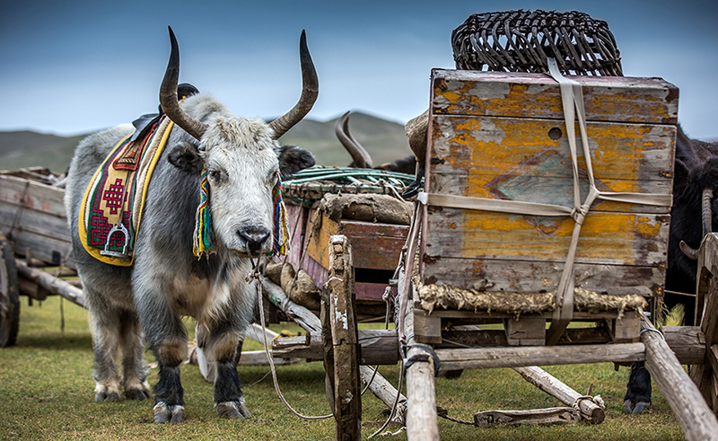 mongol nomadic show