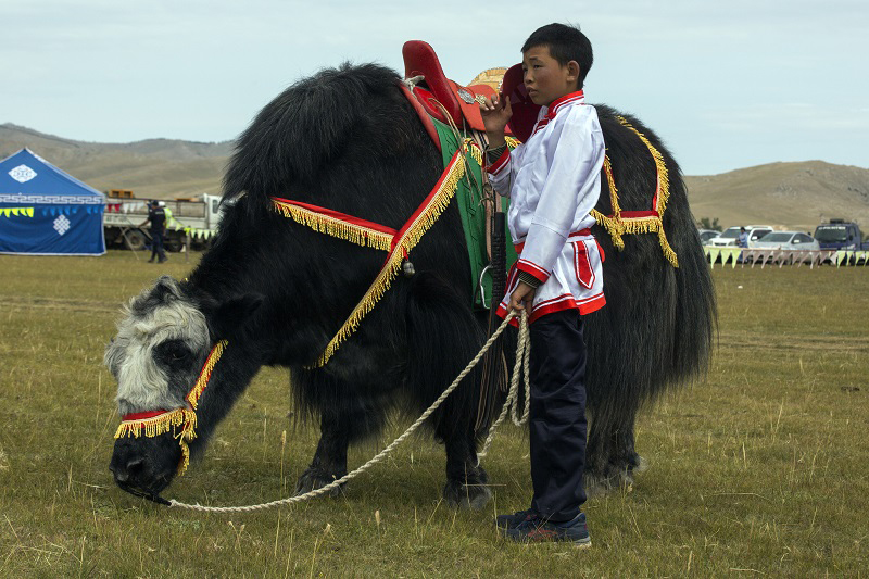 mongolia yak festival