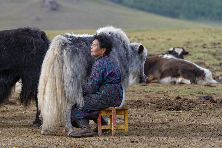 Mongolian nomads