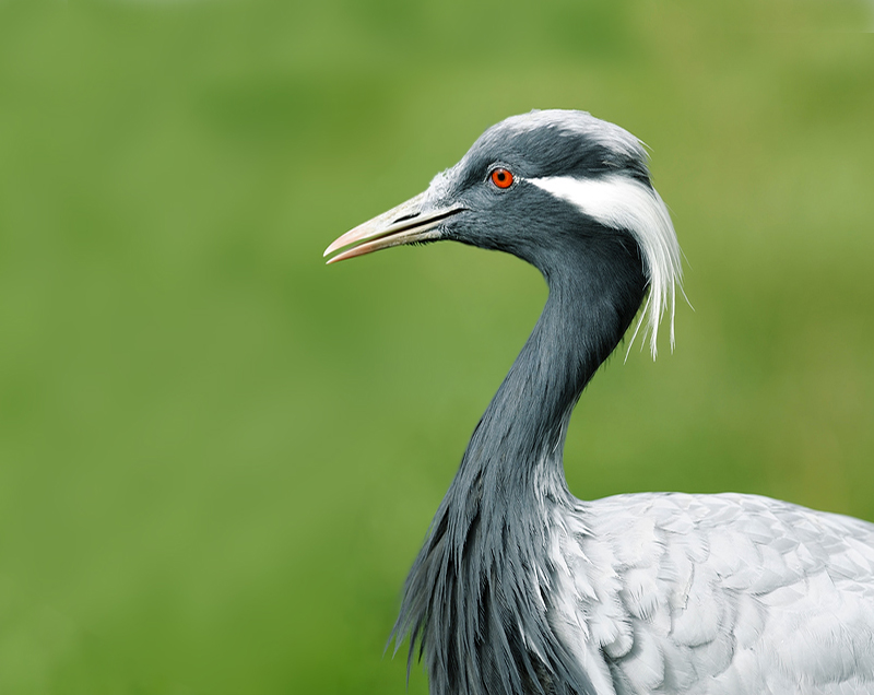 BIRDS_HUSTAI_NATIONAL_PARK_OF_MONGOLIA