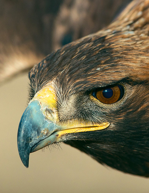 mongolia_golden_eagle