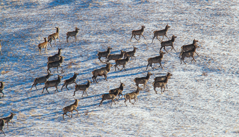 Mongolia wild life
