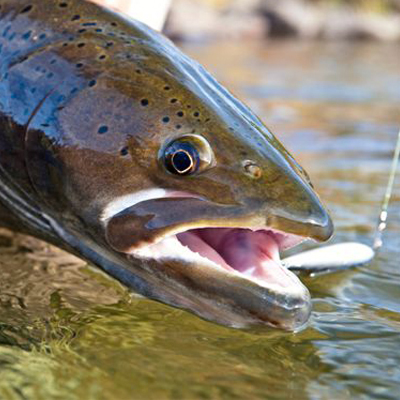Fishing_tours_mongolia