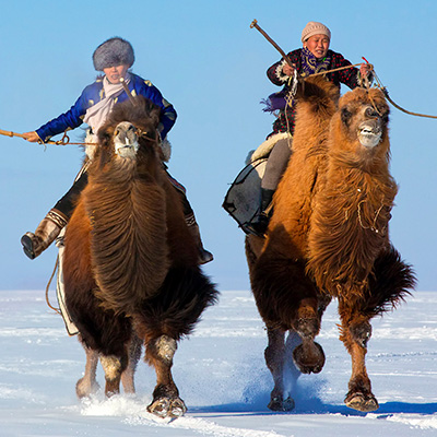 gobi travel mongolia camel festival