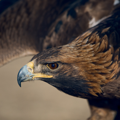 Golden-eagle-festival-mongolia-short-tour