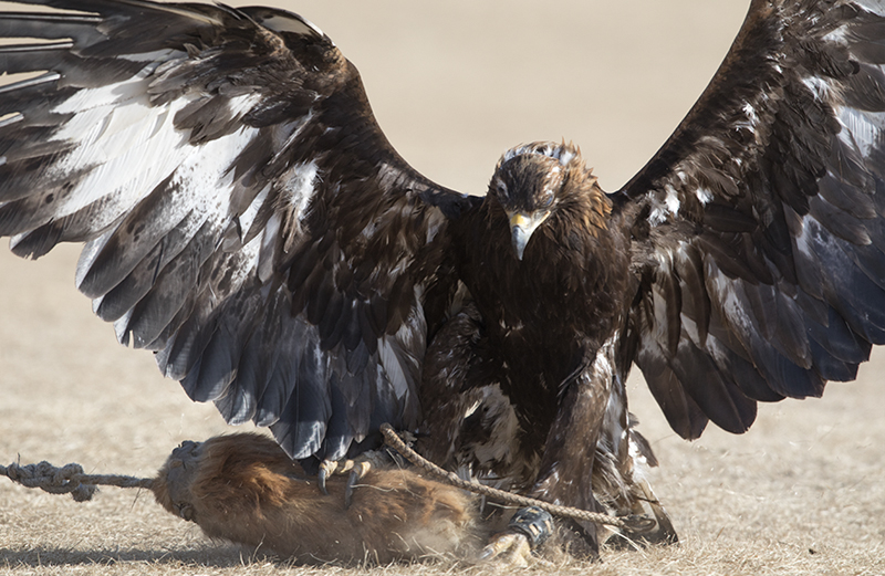 eagle prey at golden eagle festival mongolia ayan travel photo tour