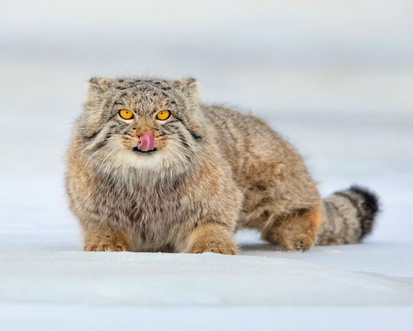 Manul_manuul_pallas_cat_mongolian_wildlife