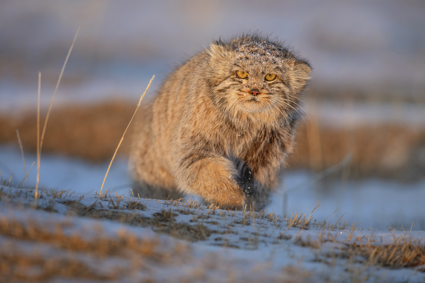 Pallas cat tour mongolia, pallas cat photo tour mongolia,mongolian pallas cat