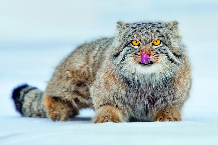 mongolia pallas cat, pallas cat mongolia, pallas cat photo tour mongolia