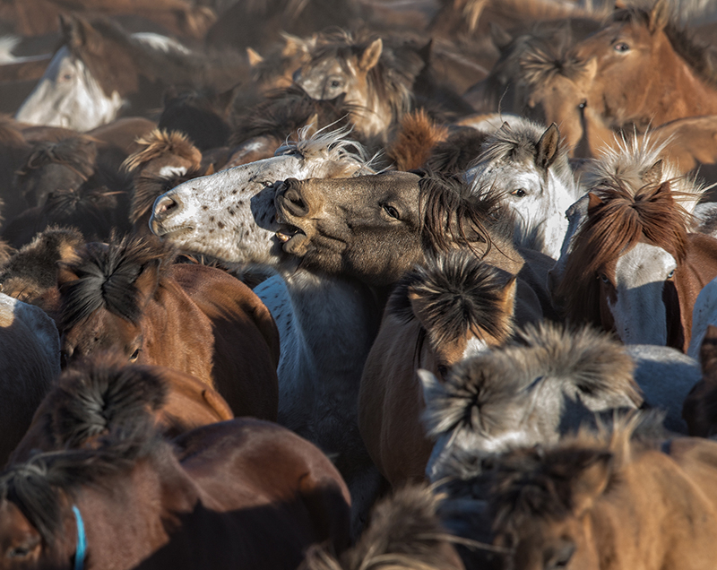 Mongola_winter_horses_festival_tour