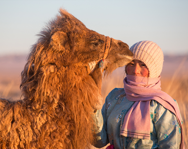 Mongolia_camel
