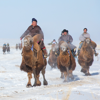 Mongolia_camel_festival