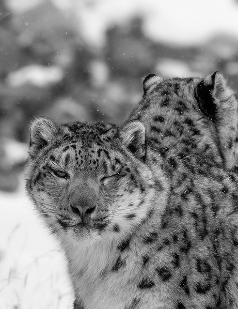 Mongolia_snow_leopard_tour_photography_with_Batzaya_choijiljav