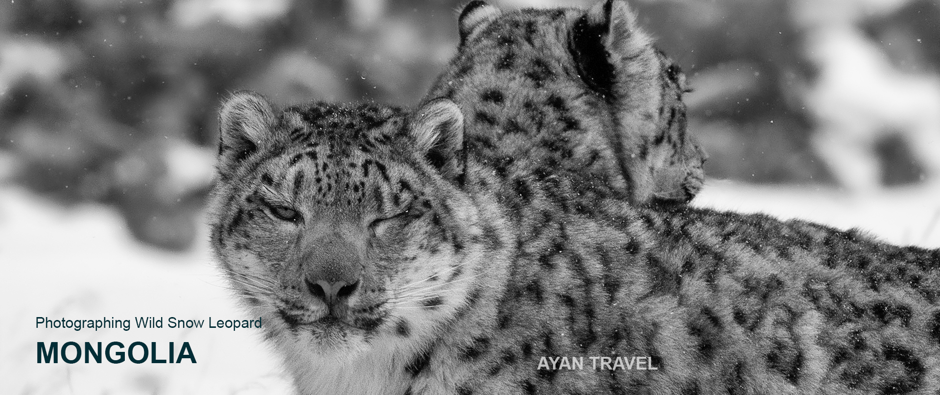 Mongolia_snow_leopard_tour_photography_with_Batzaya_choijiljav