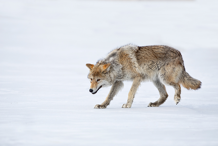 mongolian wild animal photo by batzaya choijiljav grey wolf