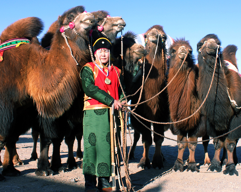 Mongolian_camel_record