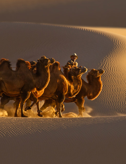 mongolia-gobi-desert-tour_camel_riding