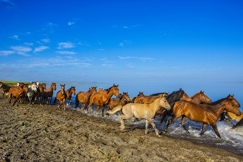 ugii alek bird watching mongolia 
