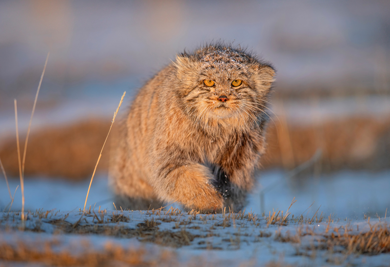 Pallas cat photography in Mongolia