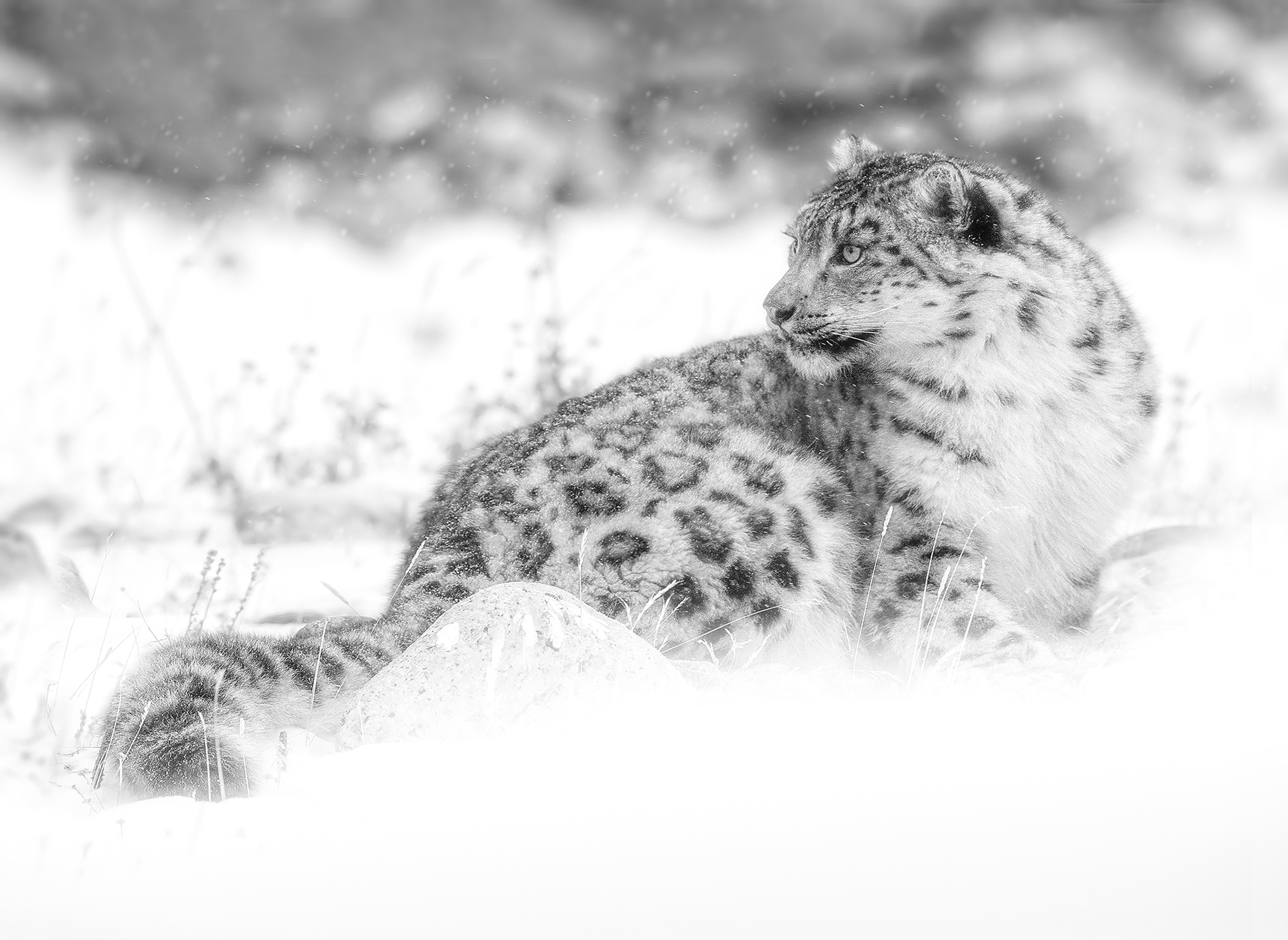 Snow_leopard_mongolia_cover1