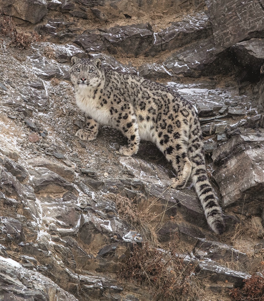 mongolia snow leopard photography tour with ayan travel