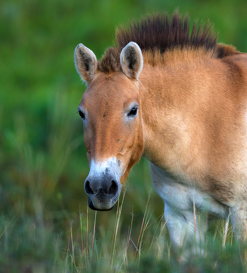 khustai national park Takhi wild horses