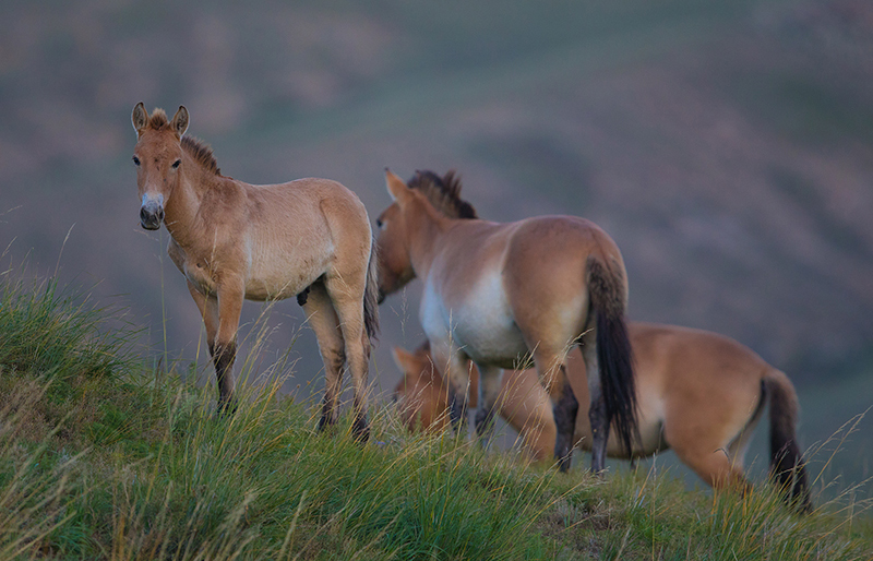 Mongolia_wild_life_tour_takhi_horses