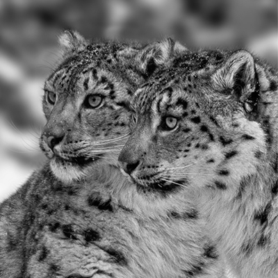 Mongolia Snow Leopard photo Tour