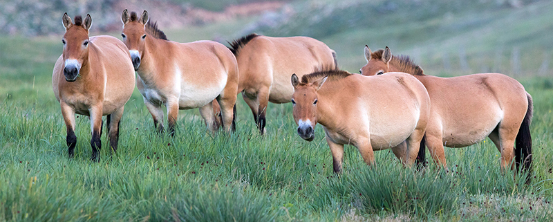 wild horses in hustai national park of mongolia