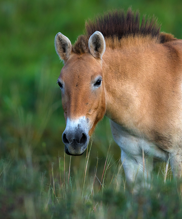 Wild horses mongolia