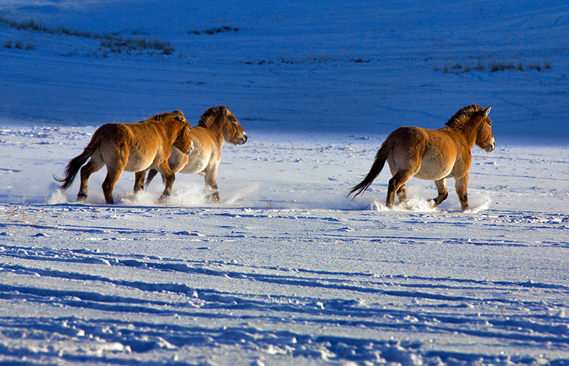 Wild horses mongolia