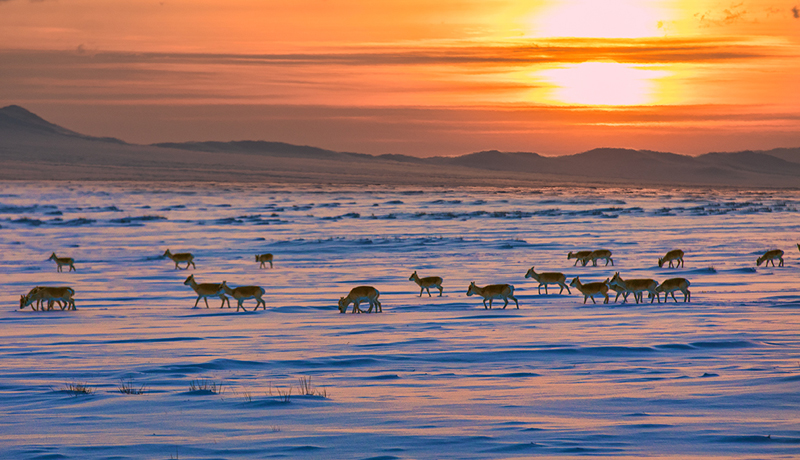 gazelle Mongolia