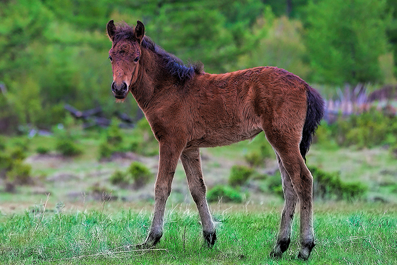 mongolian_horse_culture