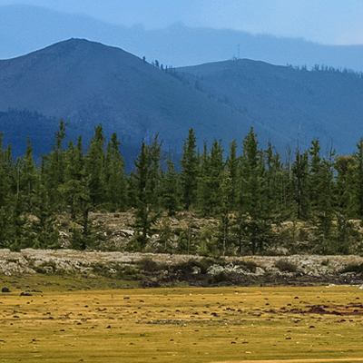 forest_mongolia