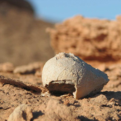 mongolia gobi travel destination dinosaur egg  