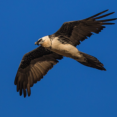 gobi travel destination bird watching