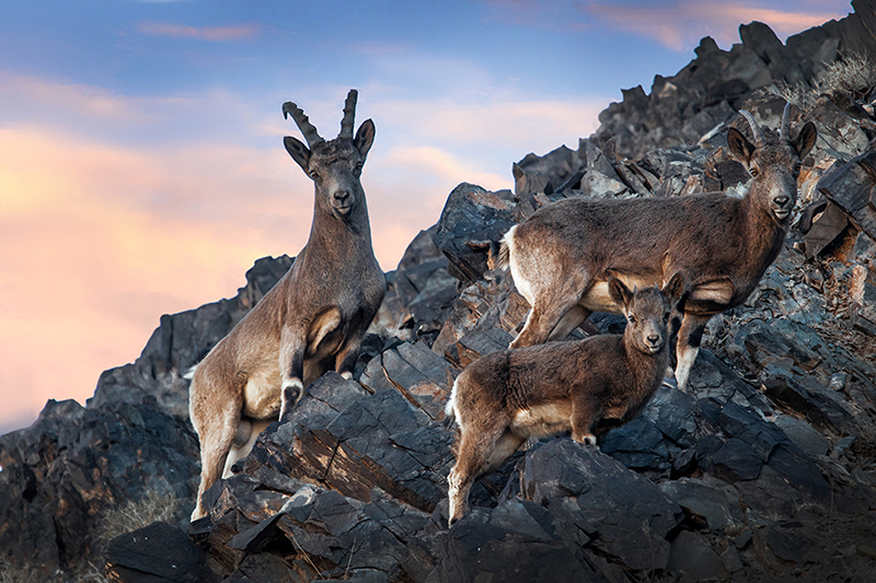 Gobi desert Mongolia Landscape photography Ibex