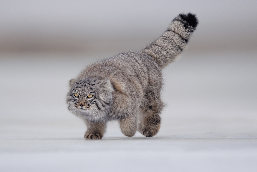 pallas cat tour mongolia, pallas cat photo tour mongolia