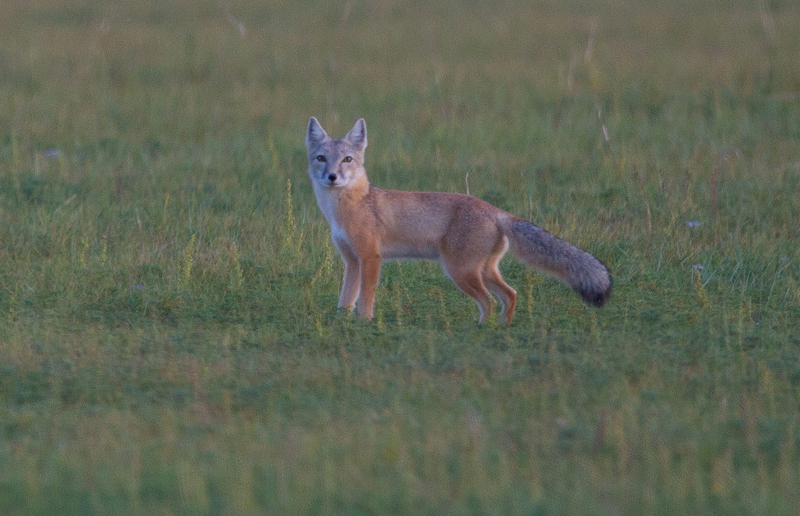mongolian wild animal photos by batzaya choijiljav corsac fox