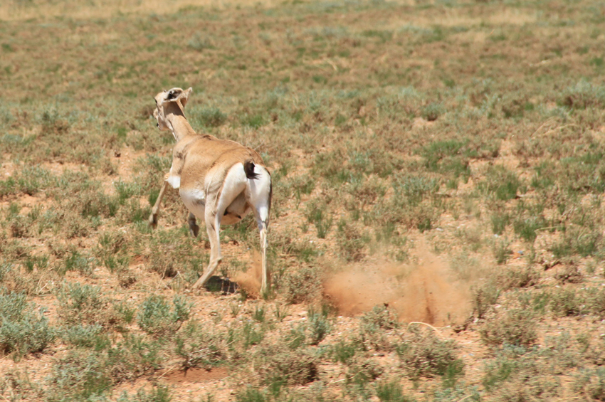 mongolian wild animal photo by batzaya choijiljav black-tailed gazelle