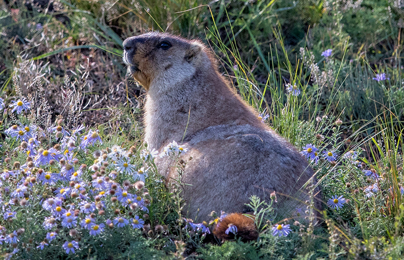 mongolia wild animal photo by batzaya choijiljav marmot