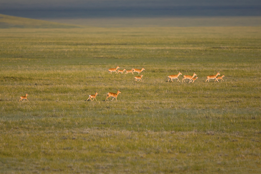 mongolia-nature-photos-batzaya-choijiljav-steppes