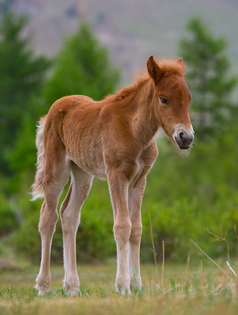 horse_culture_mongolia