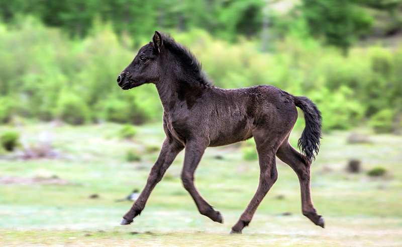 mongolia_photos_horse