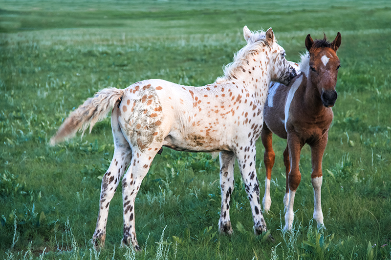 mongolian_horse_foals