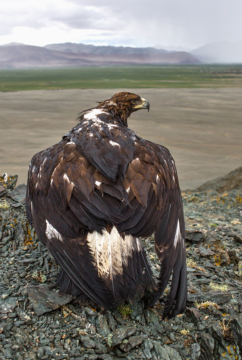 golden_eagle_hunting_mongolia