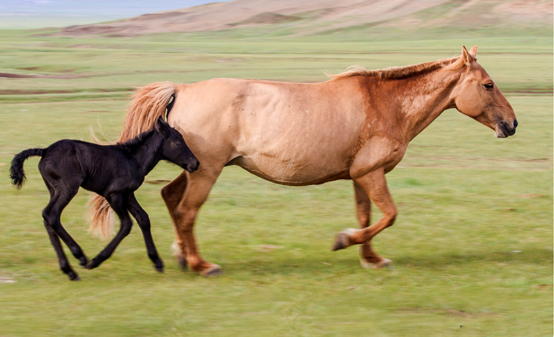 mongolian_photos_foals