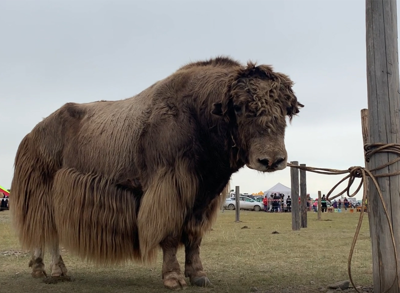 mongolia yak 