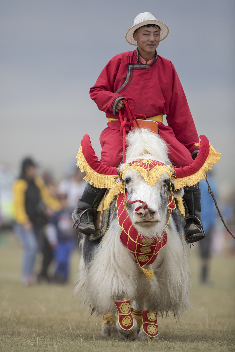 mongolia yak festival
